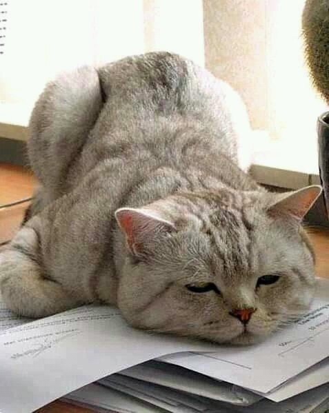 hai my name is BuBu..*^▁^*