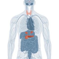 YoEndocrineSys's profile picture. 