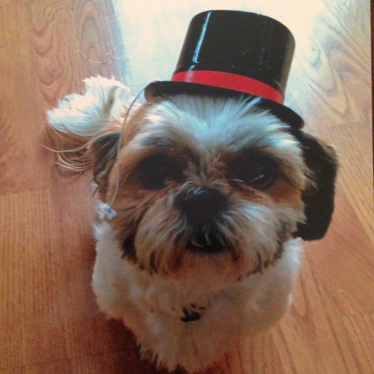 Tommybahamicruz's profile picture. Doggy Style