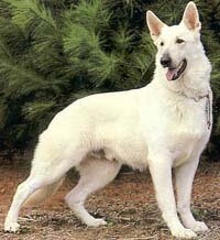 PetJournal's profile picture. Pet Street Journal is inspired by dog Mose; the smartest, coolest, white German Shepard I ever knew..