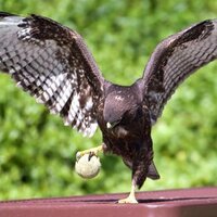 Prairie Hawk Tennis (@prairietennis) 's Twitter Profile