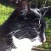 SocksTheCat (@dogstar56) Twitter profile photo