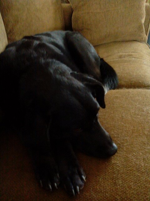 KathyGo50195371's profile picture. l have two dogs.l am a stay at home doggie mom.