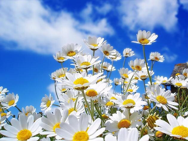 msdaisyuk's profile picture. Daisy Lewis. 
Director of Production in web video land.
In love with Yorkshire