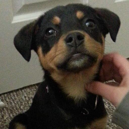 Specialties: cyber security, national security, pizza and other pies. Opinions and puppy are my own.