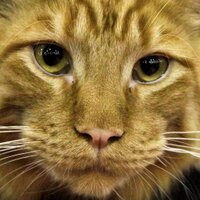 Alekseev sergey (@germicom) 's Twitter Profile