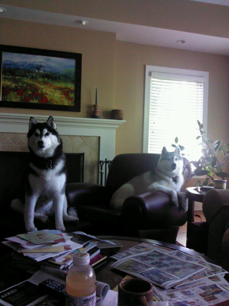 2 daughters, 2 female siberian huskies, 1 husband in need of male companionship