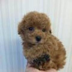 fh28tc18's profile picture. くらしの中の発見や季節で感じるさまざまな情報（グルメ・スイーツの食べ歩きを中心に雑貨など）身近なを情報をゆったり・まったりつぶやいてます♪ 気に入ってもらえたらフォローお願いしま～す（^^;