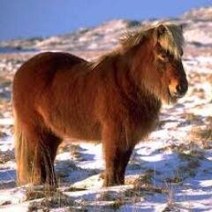 Coucou,je suis un poney.
