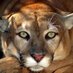 Palmyra Area SD (@palmyraschools) Twitter profile photo Palmyra Area SD (@palmyraschools) Twitter profile photo