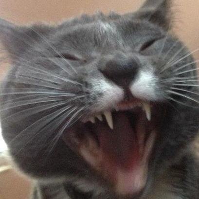 whrbkat's profile picture. (A)-team