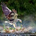 ابوحاتم (@0598825602) Twitter