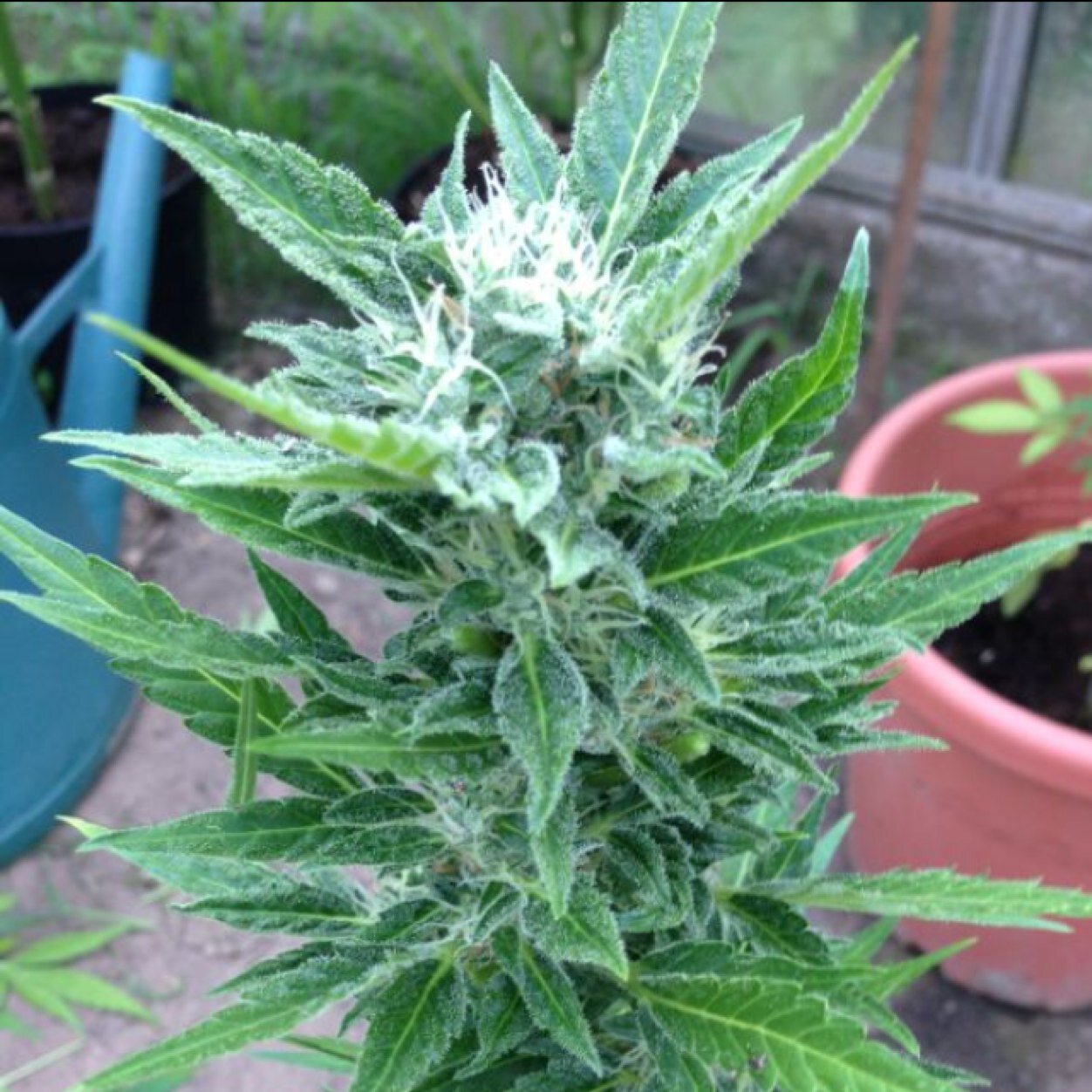 I don't smoke weed to escape reality, 
I smoke weed to enjoy reality...