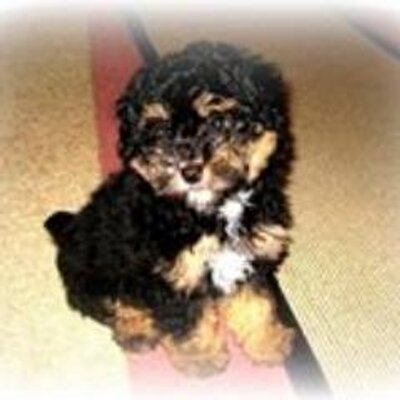 Susan_VCCS's profile image