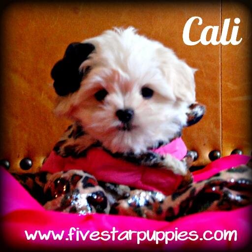 fivestarpuppies's profile picture. The Best Designer & Pure Breed Puppies!