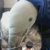 the dolphinflippy (@edandtheflipp) Twitter profile photo the dolphinflippy (@edandtheflipp) Twitter profile photo