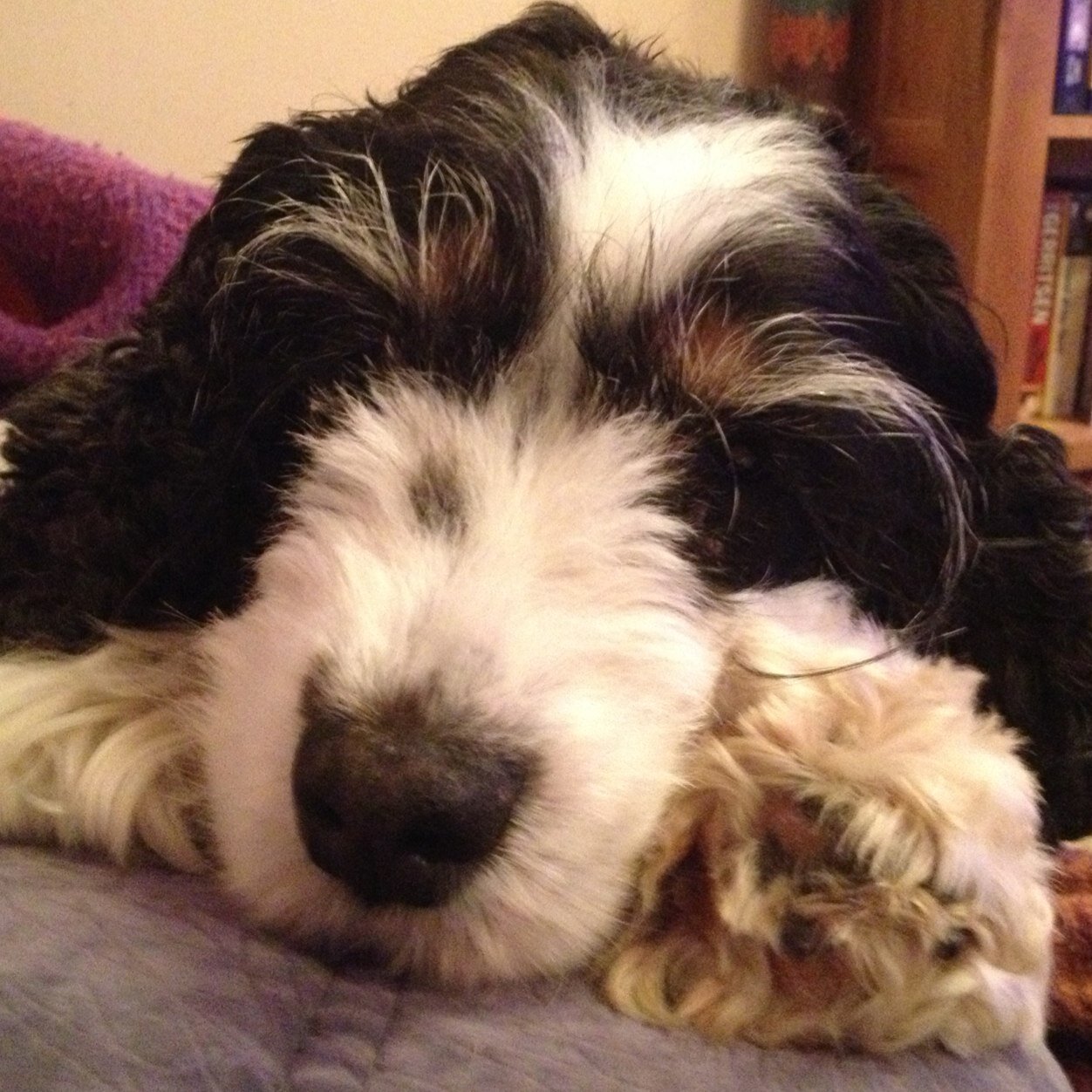 T4SH4_B's profile picture. The quiet member of this mad family. Meet mum @MrsL33B dad @MrL33B and the little one @_B4BY_B Now where is that Gravy Bone I keep being promised !