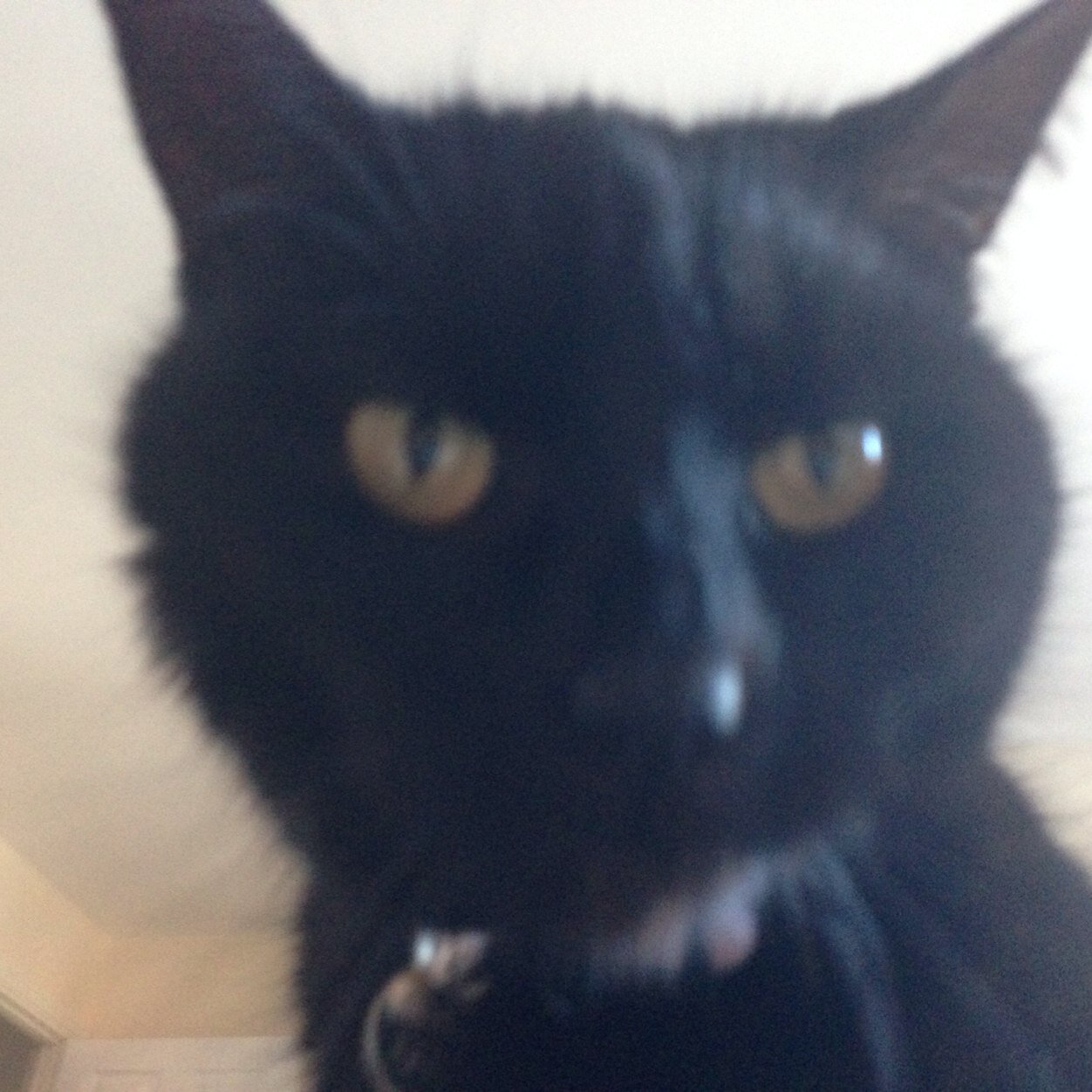 megthecat's profile picture. 