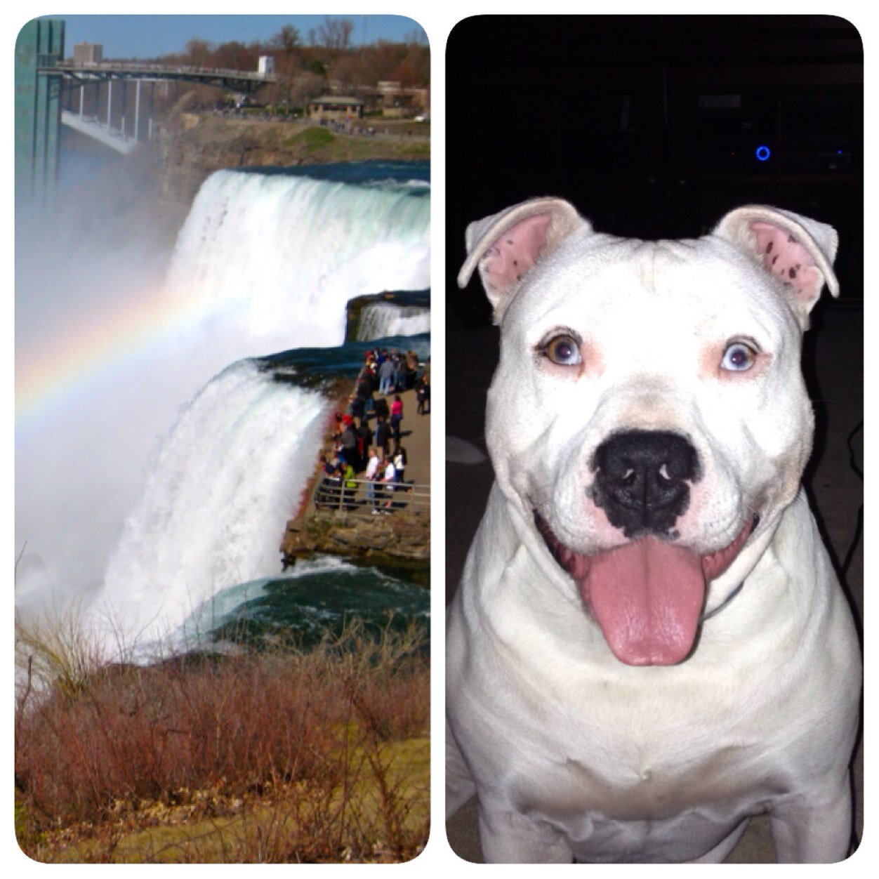 Welcome! 
Please sign our petition to help us build a dog park in NF, NY! 
http://t.co/agHzF5qNDU