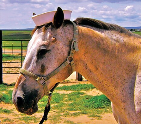 theranchbook's profile picture. The Ranch. About a NAVY Horse Ranch.   A young man's struggle to protest the Viet Nam war while serving in the US military. Dark and funny The new Catch 22