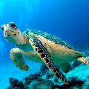 Maria Luisa Rosas - @PetraTotuguita - Twitter