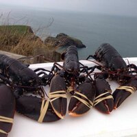 Donegal prime fish (@donegalprime) 's Twitter Profile