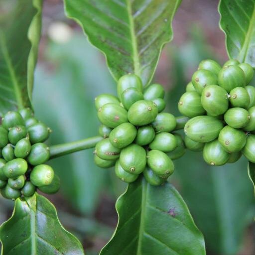 pnicoffee's profile picture. 