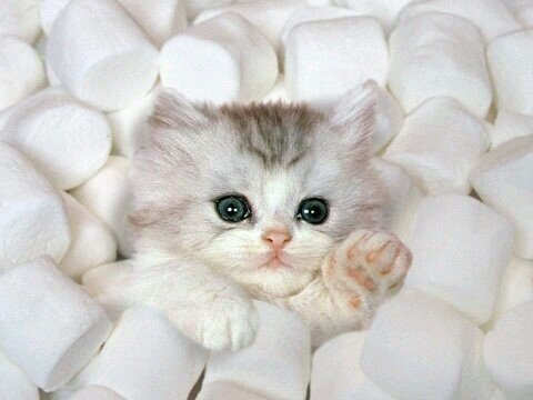 ‏‏‏‏‏‏سويت لك فولو واسعدتك بالله سوا لي،فولو باك هنااا بليييزز ツ‎ happy for the follow plz follow back here ‎‎‎‎@shahadlay
