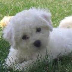 I love animals, and love to sing. I have a dog named Fang, who I decided is my profile pic.