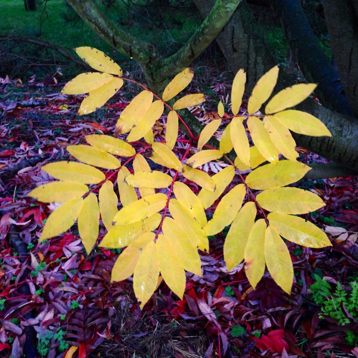 LovellQuintaArb's profile picture. Named after its founder Sir Bernard Lovell, The Lovell Quinta Arboretum is a 28 acre wonder tucked away behind the Swettenham Arms in the heart of Cheshire.