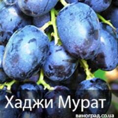 vinograd_Cubera's profile picture. Скоро выйдет наш сайт на котором будет  очень много сортов винограда и обучающих статьей, виноград можно купить, у нас уже многие приобрели сорта и очень рады!