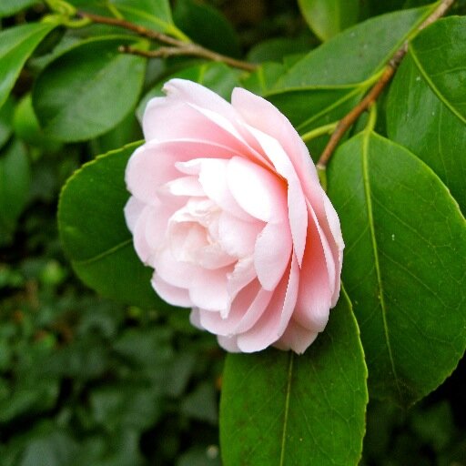 I'm a MAJOR nature lover! I'm one of those people who have a very special relationship with our leafy friends. People may say I'm weird, but I say I'm peaceful