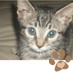 Caius Cat