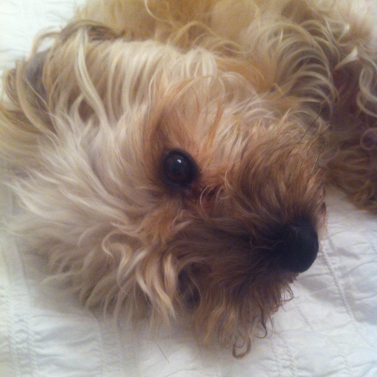 I can be fluffy and I can be scruffy
