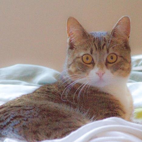 My name is Maryjane and I live in Marin,,,,I like treats, napes ,and