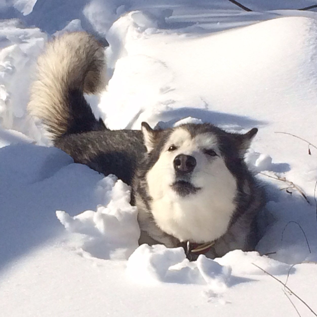 Snow Gator and Carpet Crocodile incognito. You won't see me till I pounce! Alaskan Malamute