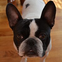 Jayson Greene (@greenejayson) 's Twitter Profile
