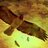 HawksHail22's profile image