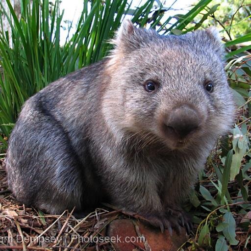 They/them human. Queer. Wombat lover. Mother. Perpetual learner. OP midwifery student. Neurodiverse.