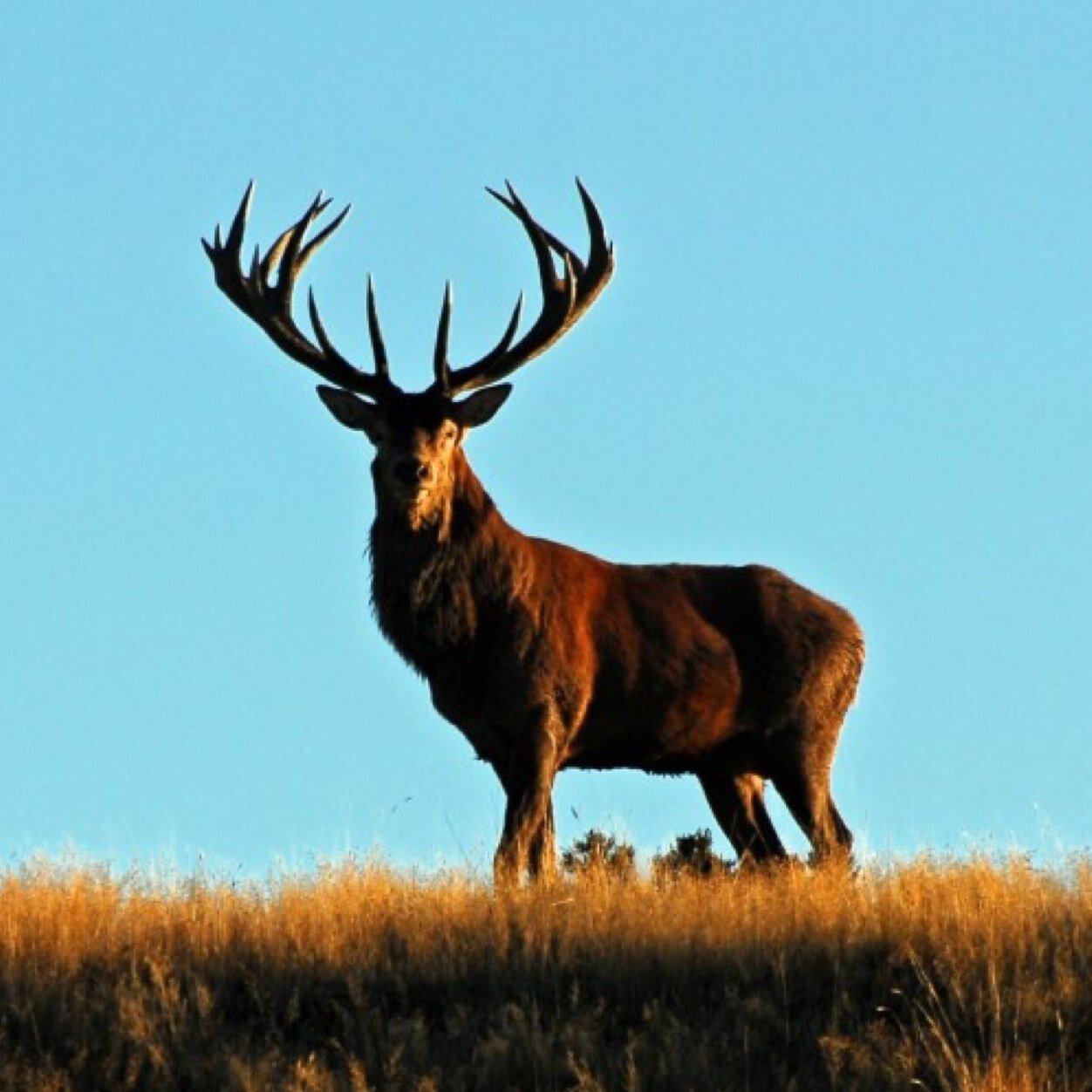 The top hunting photos out there. (Note - I do not own these.)