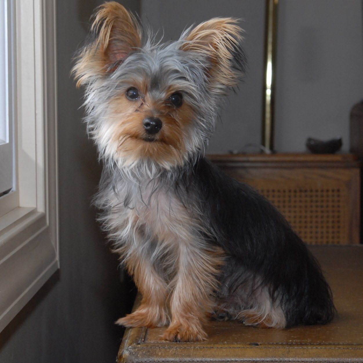 sproshuto's profile picture. 