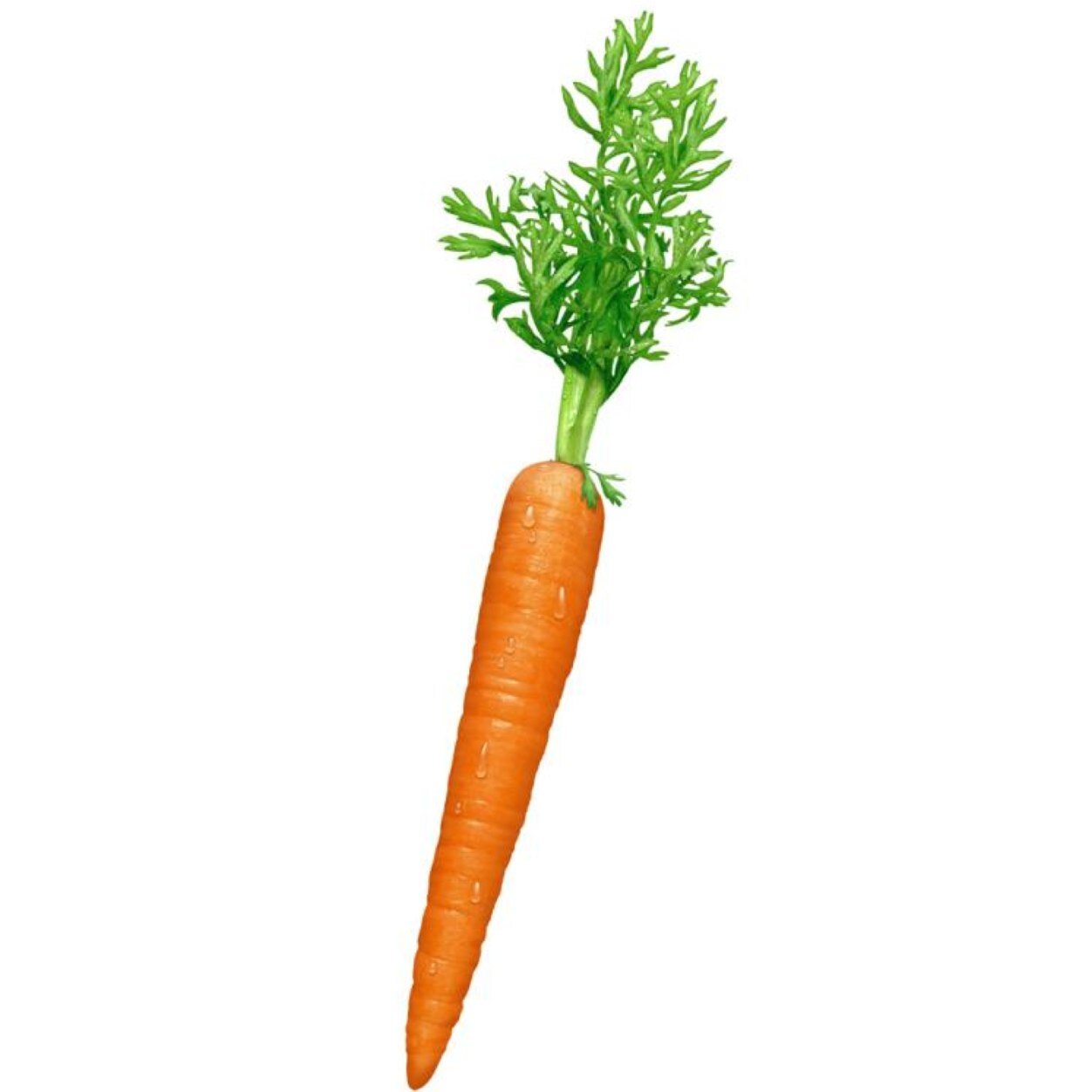 ~ homeless carrots wander the streets, being starved to death, they need your prayers ~