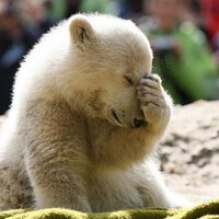 Bear With Me Comedy Open Mic (@bearwithmemic) 's Twitter Profile Photo Bear With Me Comedy Open Mic (@bearwithmemic) 's Twitter Profile Photo