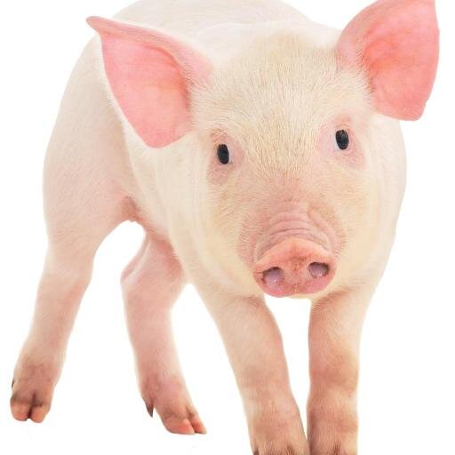 FactsAboutPigs Profile Picture