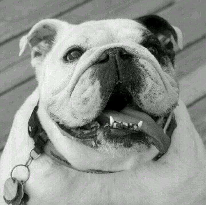 Why you gotta be so negative? #bulldogpride