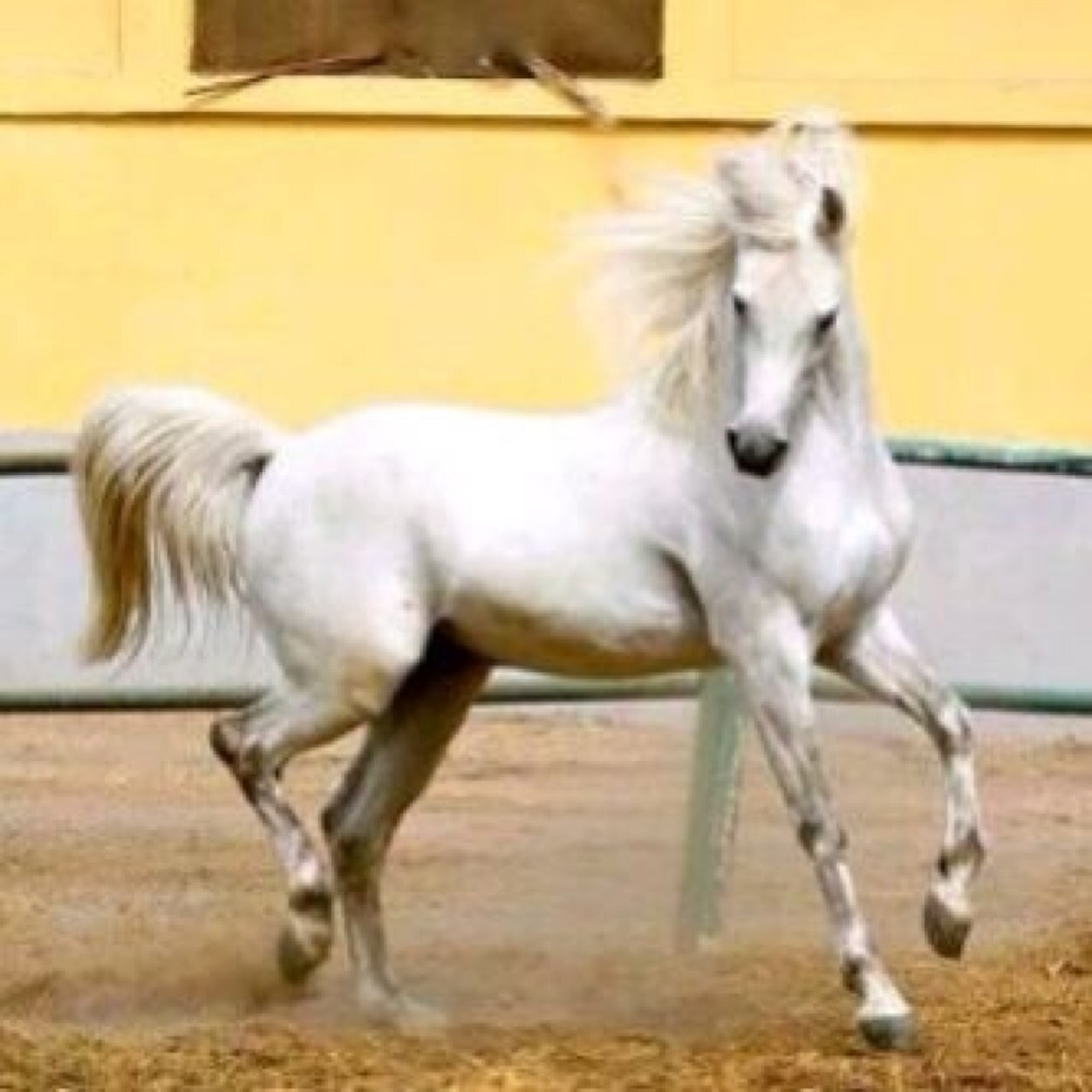 k1919p's profile picture. نفسي سموحہ. والكرآمه تآج على آلرآسٌ. . و اللي يروح / ﯾعوضَ اللہ #بدالہ