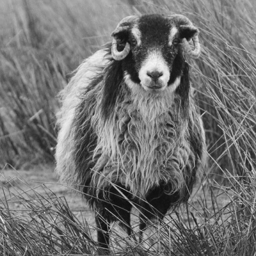 Geography, Travel, Manchester, Animals, photography and life