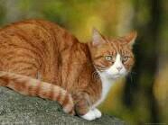 Betrayed... Sad... Heartbroken... Lives alone in the shadow of sadness...
