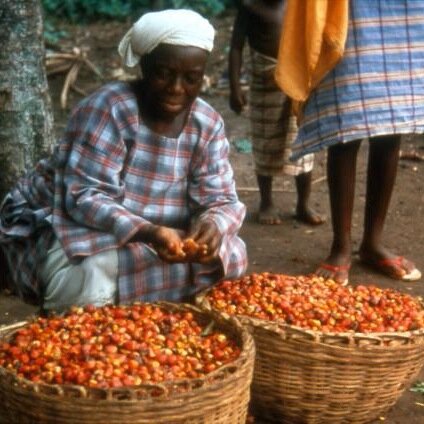 olpalme's profile picture. Wir, Bauern aus Afrika, mobilisieren uns gegen Desinformationskampagnen gegen Palmöl, ein wichtiges Nahrungs und Entwicklungsmittel!