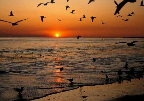 Gubse_gubse's profile picture. 